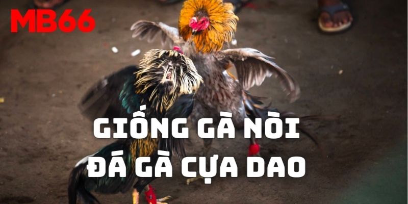 Giống gà nòi được nhiều sư kê sử dụng để tham gia chọi cựa dao