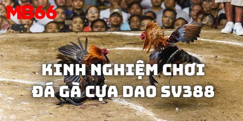 Chia sẻ kinh nghiệm giúp đặt cược các cửa chọi kê hiệu quả